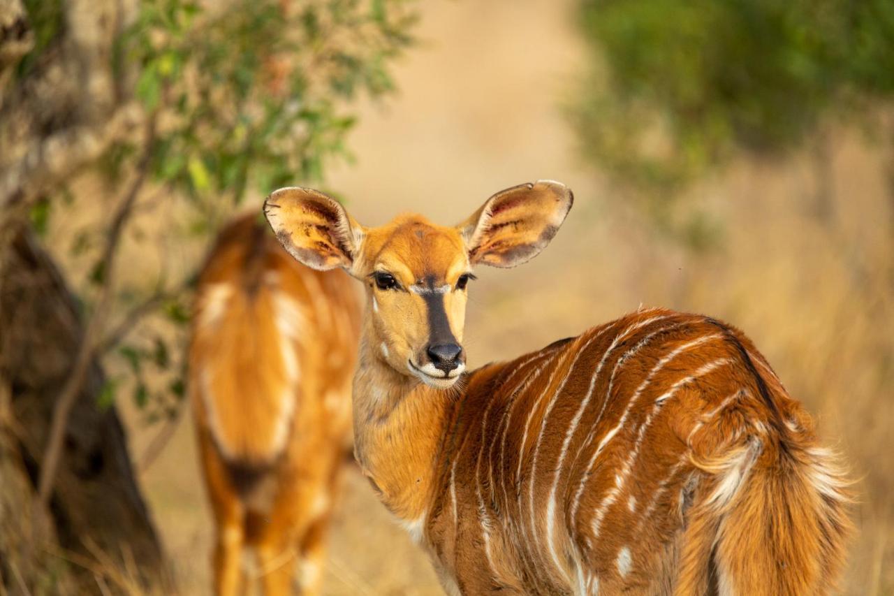 Karee & Wild Olive Guest Lodge Hekpoort Ngoại thất bức ảnh